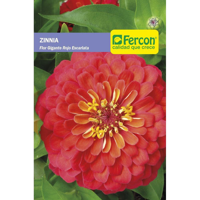 SEMILLA DE ZINNIA FLOR GIGANTE ROJO ESCARLATA 1