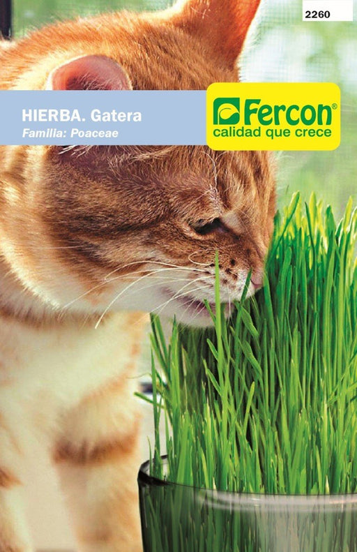 SEMILLA DE HIERBA GATERA 1